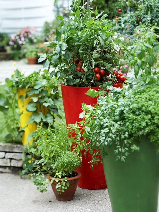 gemüse anbau in containern blau keramisch tomaten