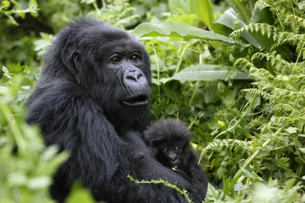 gorilla safari extreme reise abenteuer idee urlaub extreme Reise Abenteuer