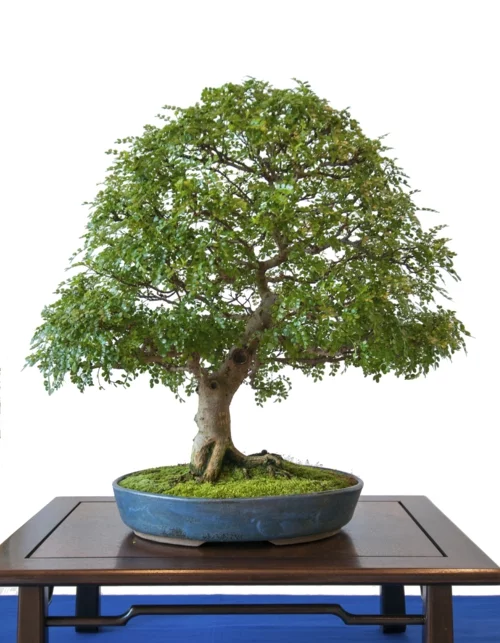 bonsai baum pflege interior deisign asian