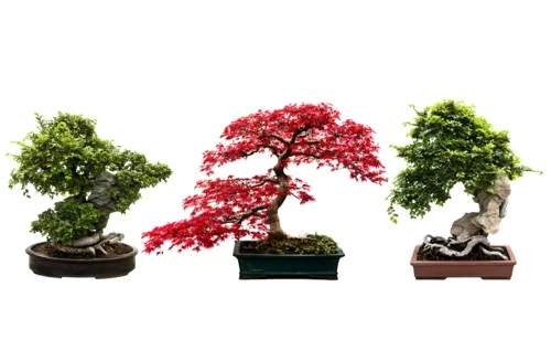 bonsai baum pflege interior vielfalt