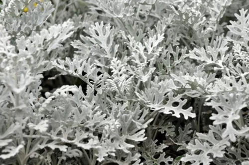 silberblatt silbrige töne hübsche balkonpflanzen für die kalte Jahreszeit
