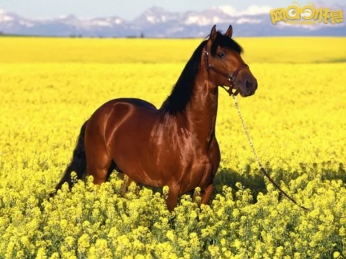 Pferde braun braun sonnig tag gelb blumenbeet