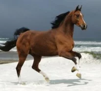 13 schöne Pferde in der wilden Natur