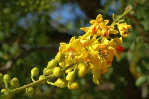 Großartige Pflanze gelbe baum laub gelb gesättigt farbe