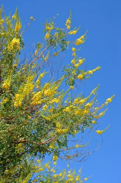 Großartige Pflanze gelbe blüten himmel art