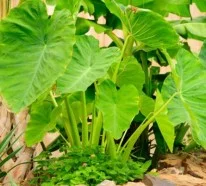 Die Taro Pflanze – Wissenswertes und praktische Tipps