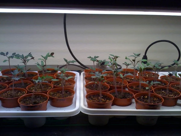 gartengestaltung kleine tomaten pflanzen