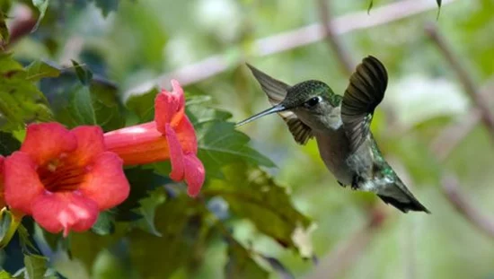 einheimische pflanzen gartengestaltung wildleben vögel
