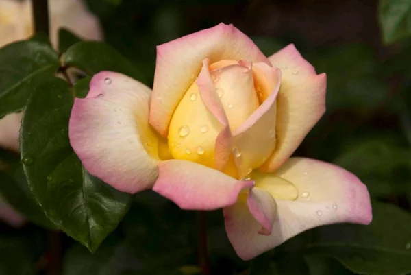  landschaft garten rosen Rosa Farbgestaltung