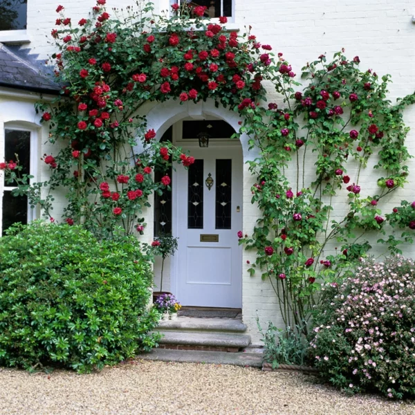 vorgarten gestalten rote gartenrosen weiß fassade 