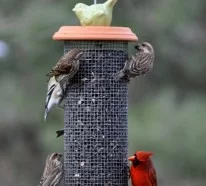 Vogelfutterhäuschen gibt Ihrem Garten einen lustigeren Look