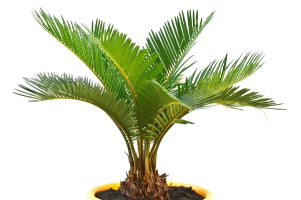 palmen fürs zimmer palmen arten topfpflanzen deko ideen