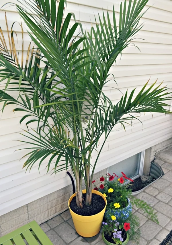 zimmerpalmen bilder topfpflanzen palmen arten