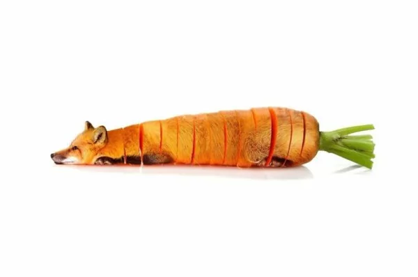 Animal-Food-Collagen-von-Tieren-mit-Obst-und-Gemüse-fuchs