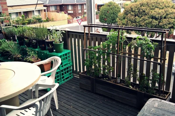 balkon pflanzen balkonpflanzen gemüse küchenkräuter