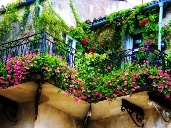 balkon bepflanzen geranien rosa