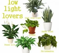Zimmerpflanzen die wenig Licht brauchen