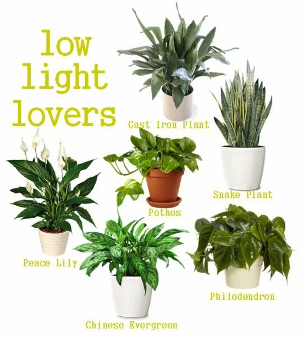 zimmerpflanzen die wenig licht brauchen arten