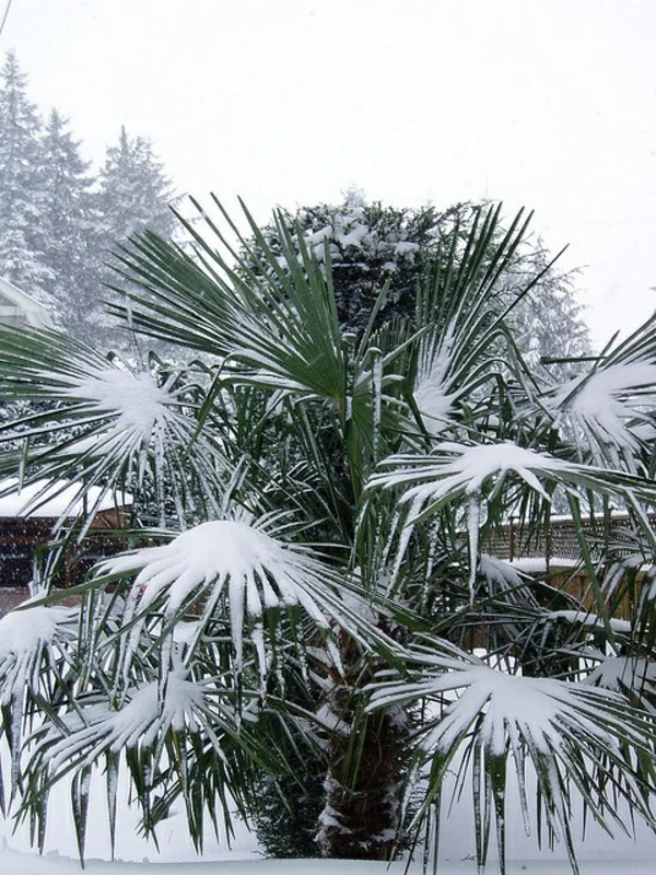 chinesische hanfpalme pflege im winter palmen winterhart