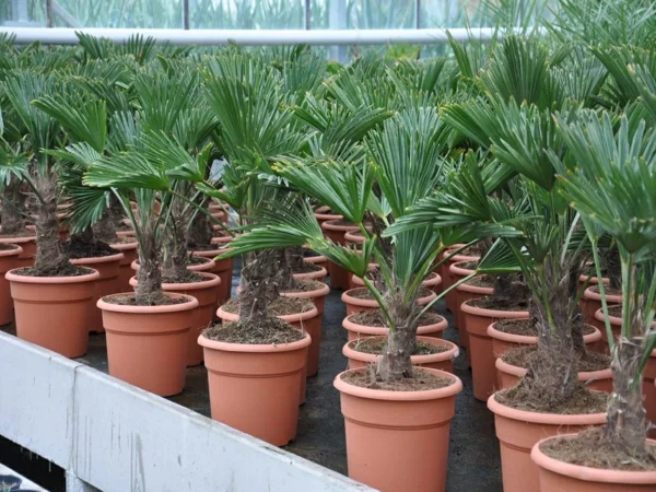 chinesische hanf palme pflege zimmerpalmen palmenarten jungpflanzen