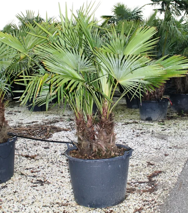 chinesische hanf palme pflege zimmerpalmen palmenarten topfpflanzen