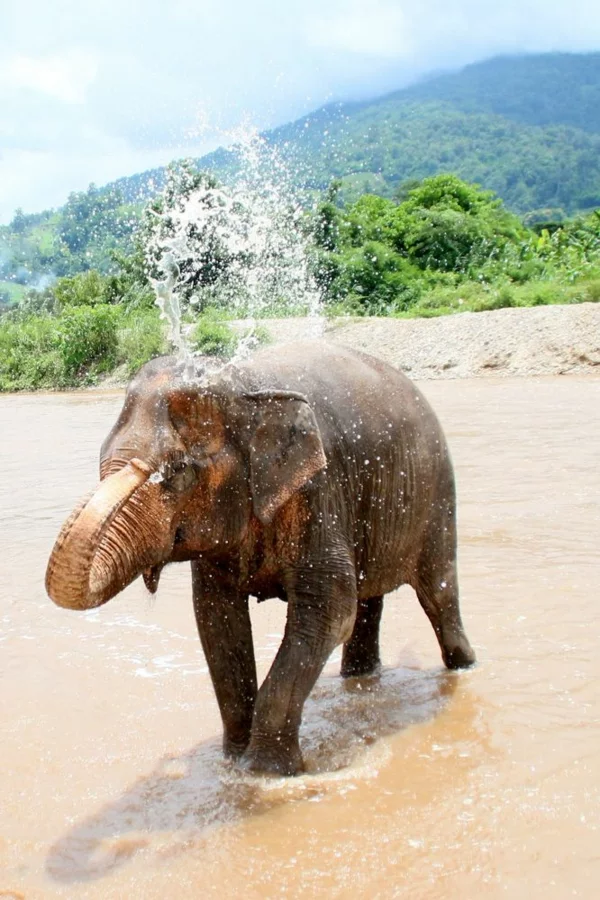 reisen nach thailand rundreise Chiang Mai park elefant