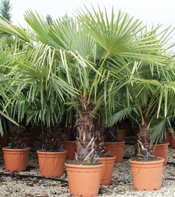 topfpflanzen chinesische hanf palme pflege zimmerpalmen arten