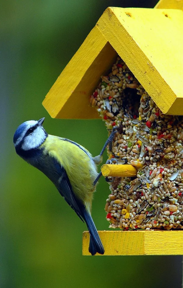 Futterhäuschen für Vögel bauen selbst basteln