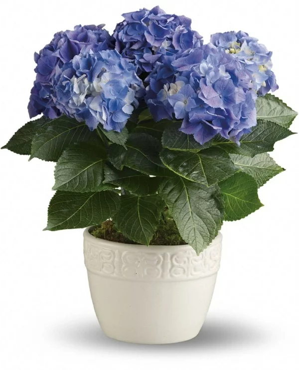 Zimmerpflanze schattig hortensie blau blühende zimmerpflanzen pflegeleicht
