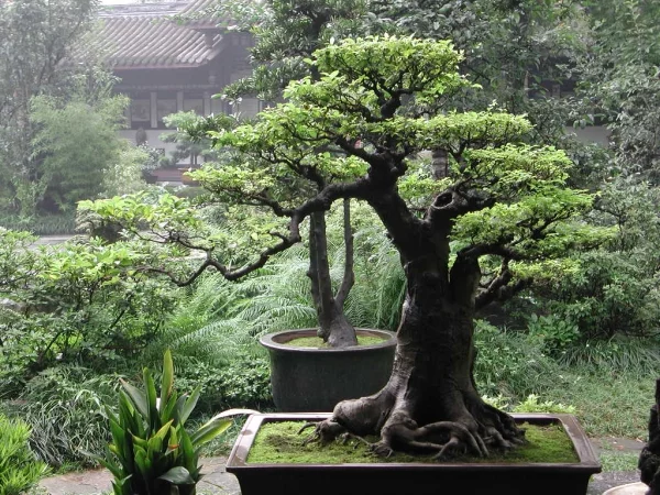 feng shui garten bonsai asiatisch