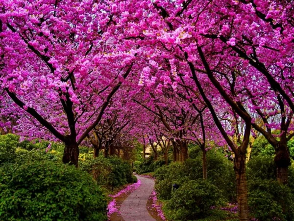 frühling frische farbe blüten spziergang