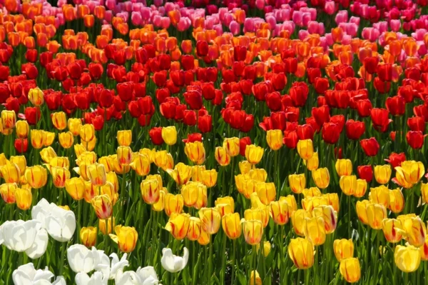 urlaubsziele europa berlin tulipan britzer garten
