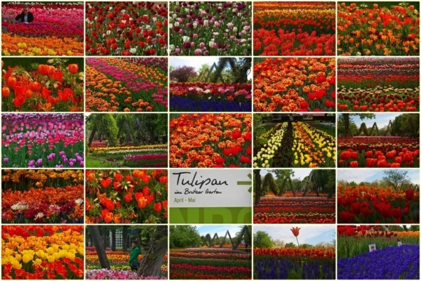 urlaubsziele europa berlin tulipan