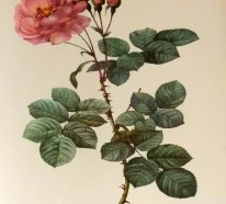 Die Damaszener Rose – eine stolze Vertreterin dieser Blumengattung