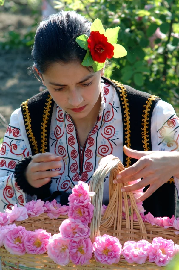 damaszener rose bulgarien traditionelle tracht rosenernte