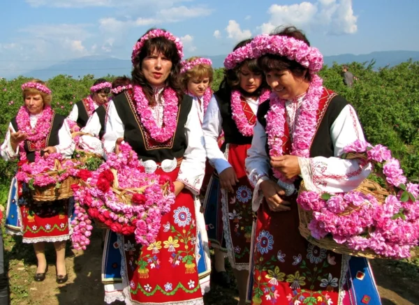 damaszener rose rosental festival bulgarien
