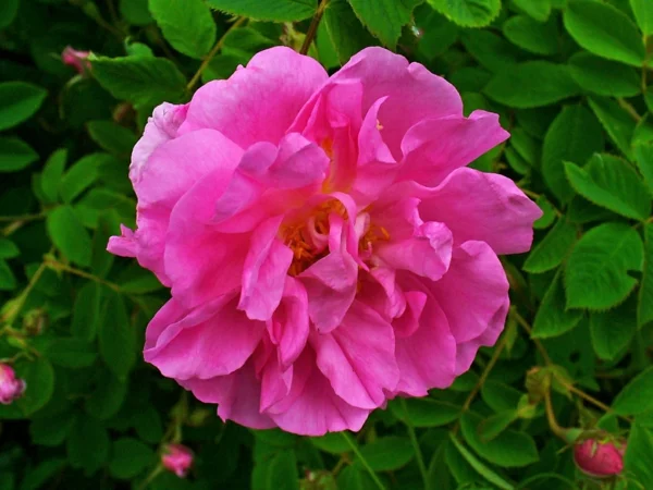 damaszener rose rosenöl kosmetik duft