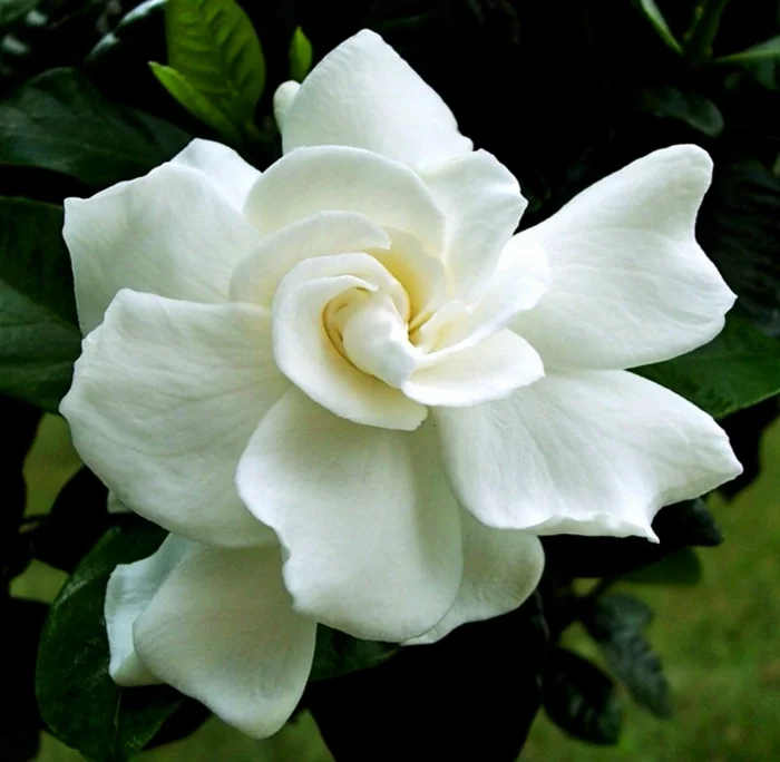  gartenpflanze gardenie blüte weiß schön