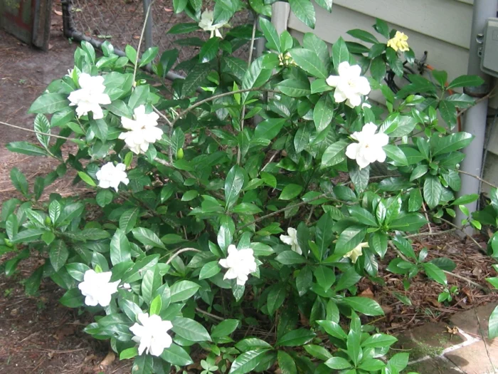  gartenpflanze gardenie jasminrose strauch gartenideen