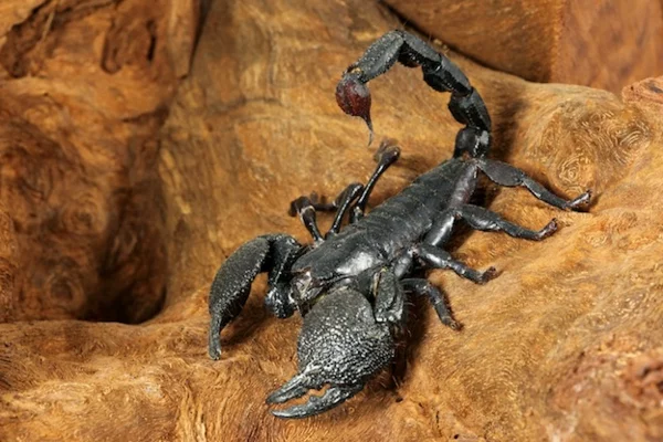 sternzeichen skorpion tier