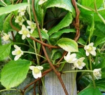 Schisandra Beeren – gesunde Exoten im Garten und auf dem Tisch