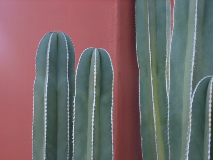 garten sichtschutz mexico restaurant kaktus nah