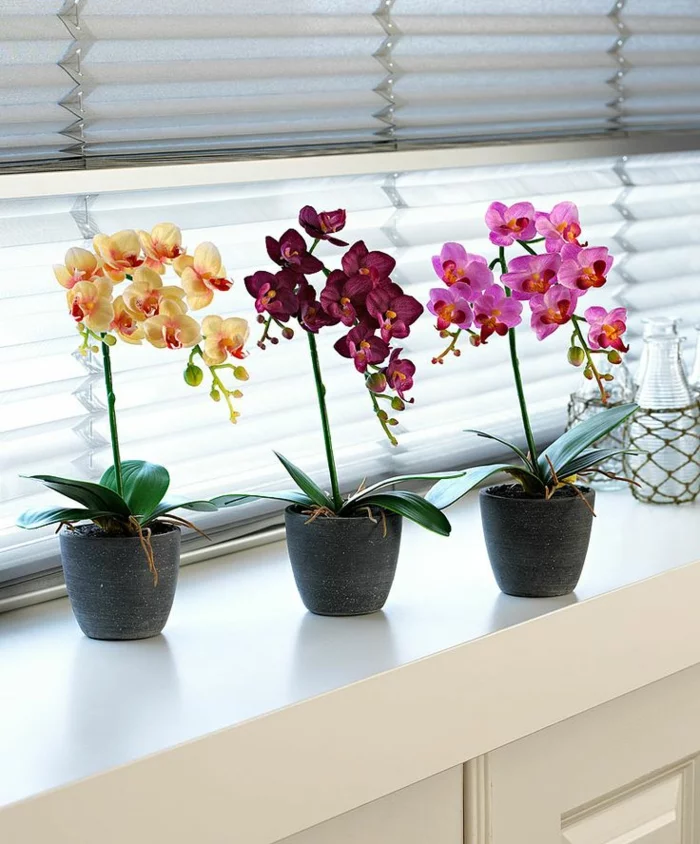 orchidee pflege Phalaenopsis orchid fenster
