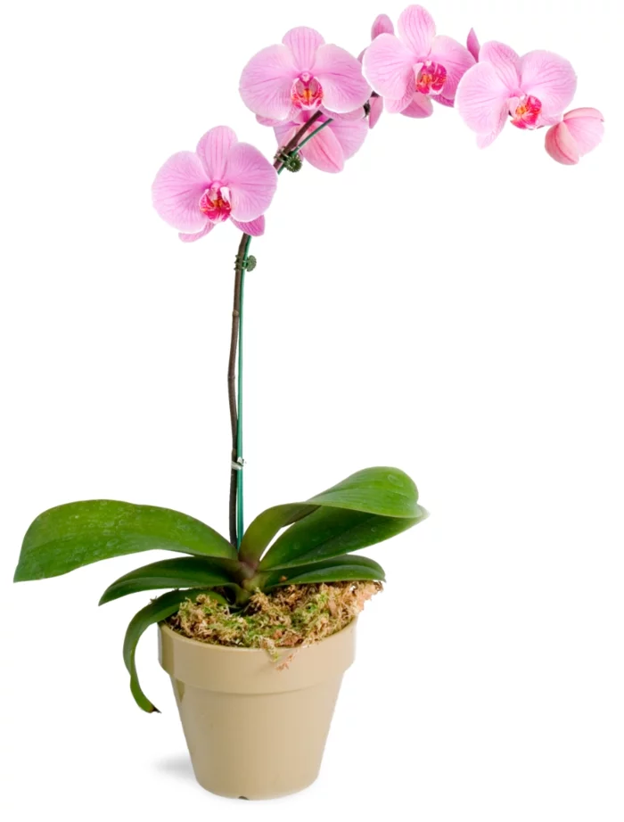 orchidee pflege rosa blüten frische deko