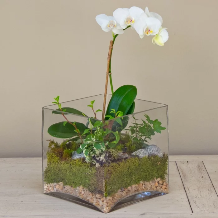 orchidee pflege tipps weiße blüten terrarium
