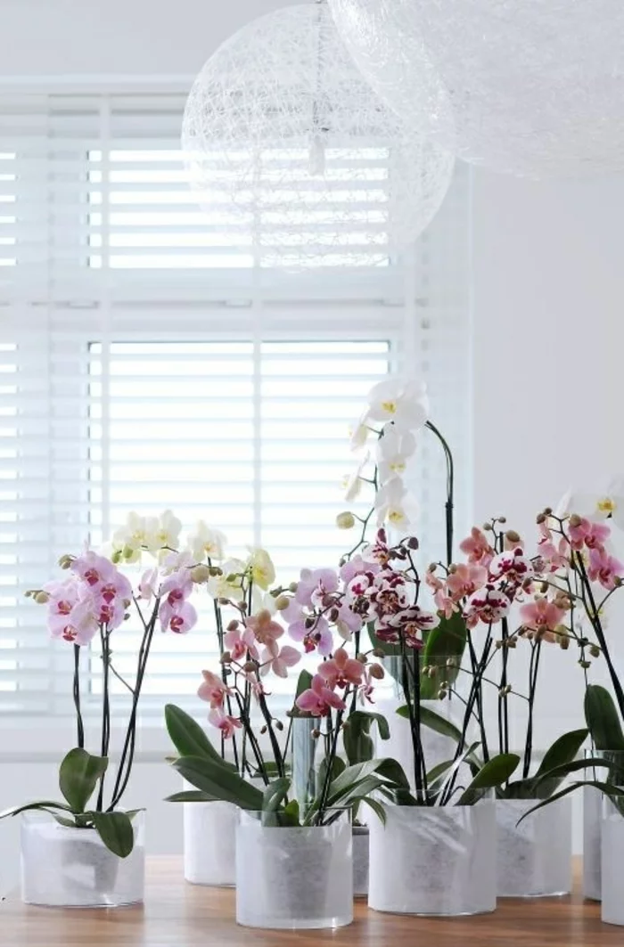 orchidee pflege verschiedene farben innenpflanzen