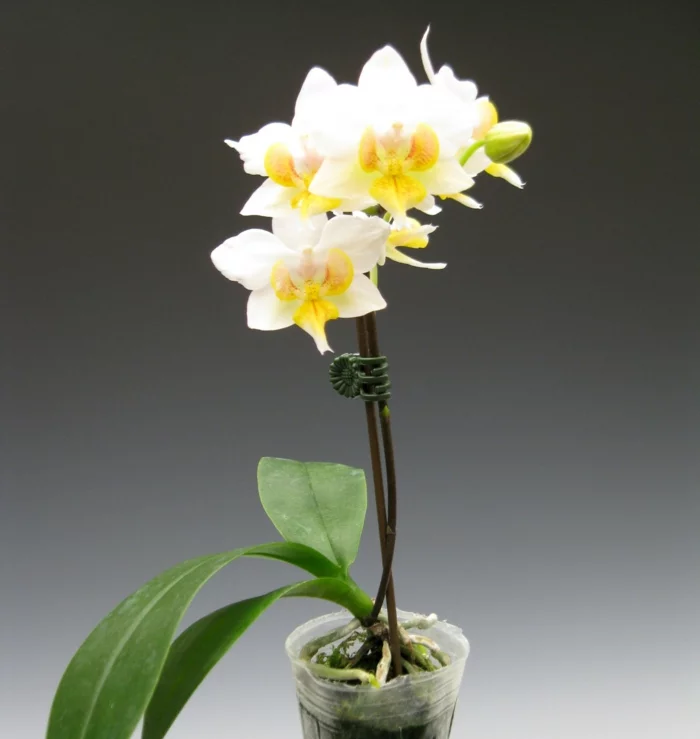 orchidee pflege zuhause tipps orchideen arten