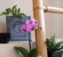 Tipps zur Orchidee Pflege – Wie überdauert die Orchidee länger?