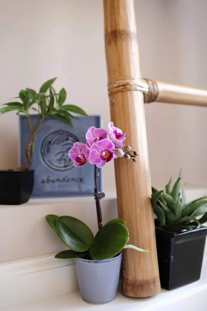 orchideen pflegen licht wasser wissenswertes