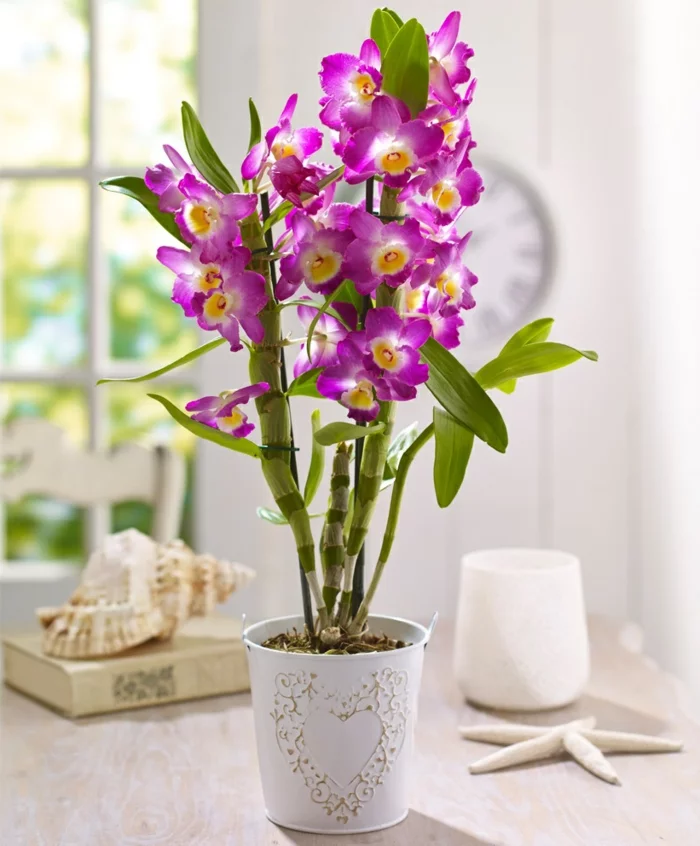 orchideen pflegen lila blüten schöne dekoideen